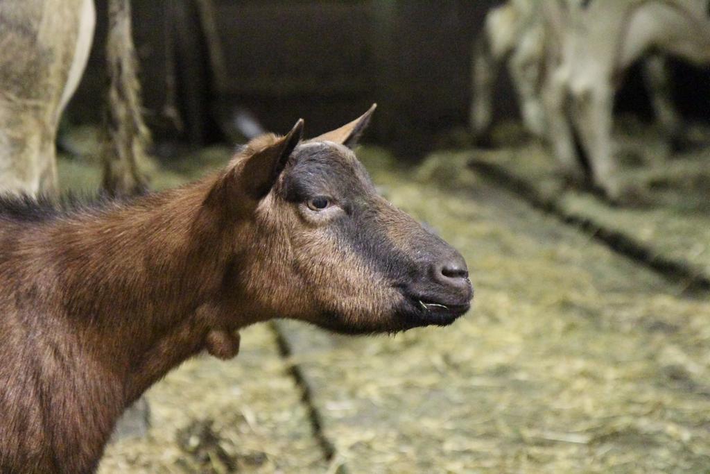 فيلا سولزبيرغفي Ferienbauernhof Roth المظهر الخارجي الصورة